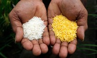 Gạo vàng (must) có màu sắc hoàn toàn khác các loại gạo thông thường.  (Ảnh: NK)