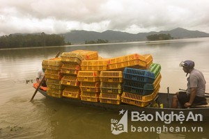 Nghệ An: Nhiều người mất hàng trăm triệu đồng do mưa lũ